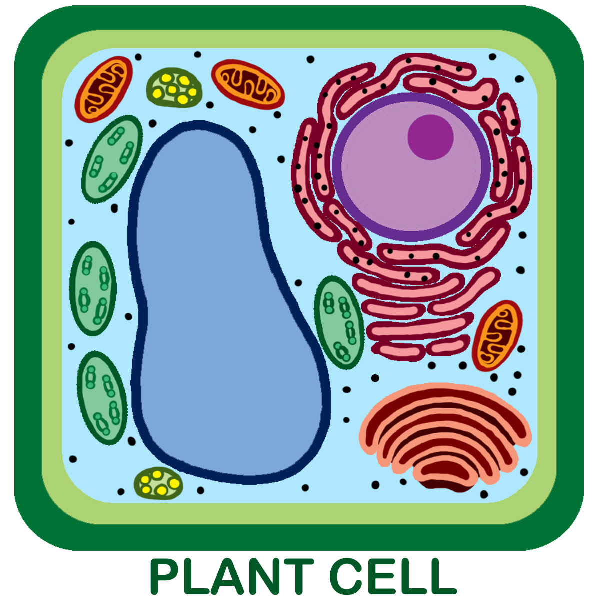 Unlabeled Diagram Of Animal Cell