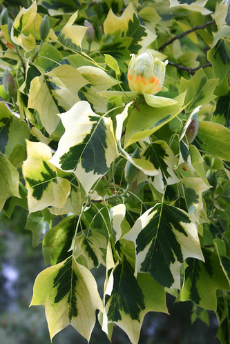 variegated liriodendron flower