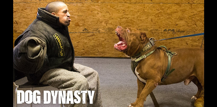 Pitbull Dog Videos On Youtube Pitbull Dog