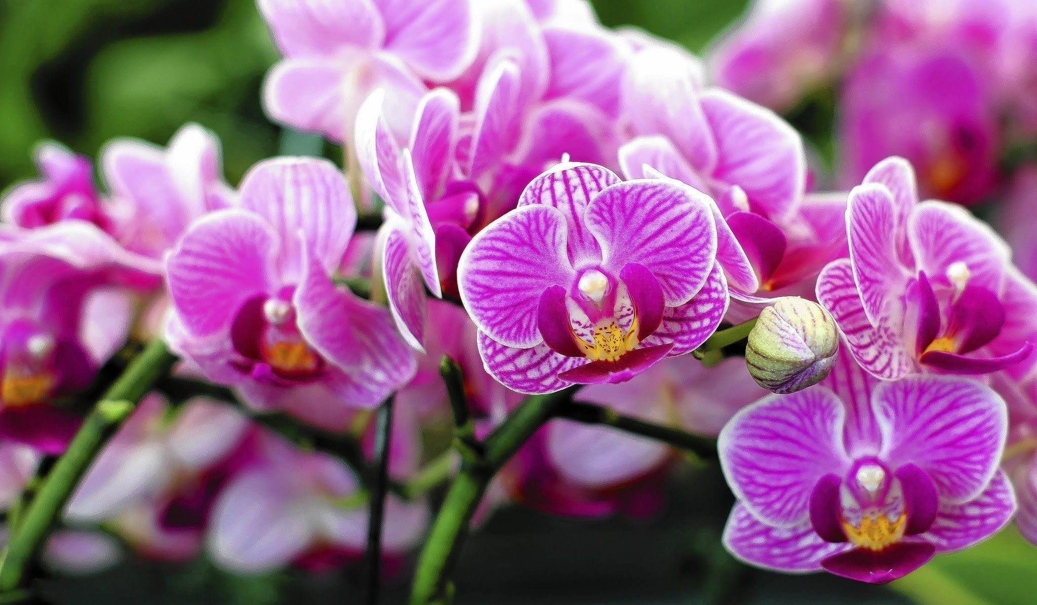 Expert Tips On Orchid Growing Tips For Beginners Sun Sentinel