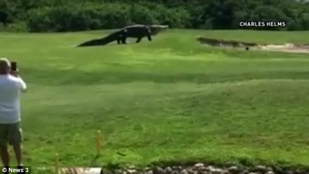 According to locals, the gator is a common sight around the course and does not bother the players 