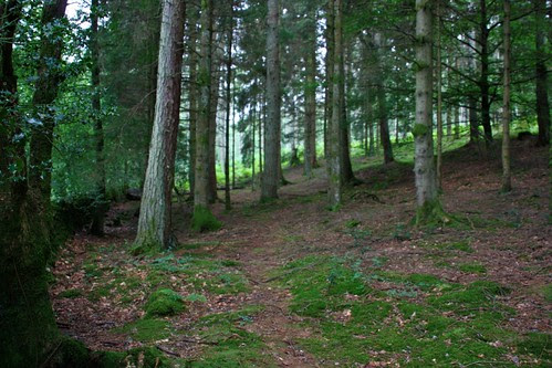 Woods along Windermere