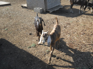 Orphan Goat Kids Pearl & Tiger
