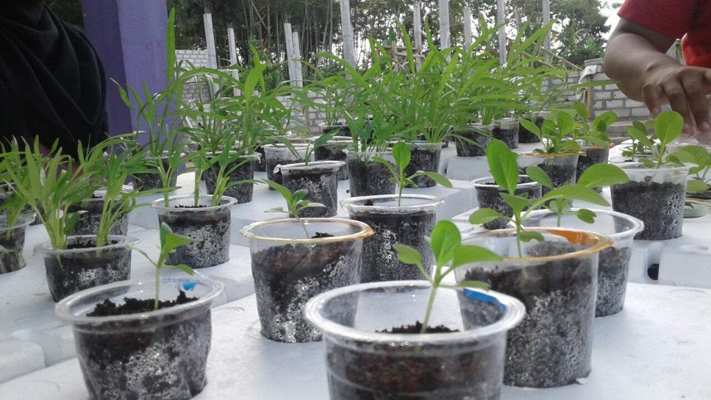Proposal Proker Taman Hidroponik Untuk Kkn ide tanaman