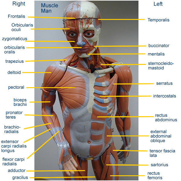 Back Muscles Anatomy Labeled : Upper Back | Anatomy and physiology
