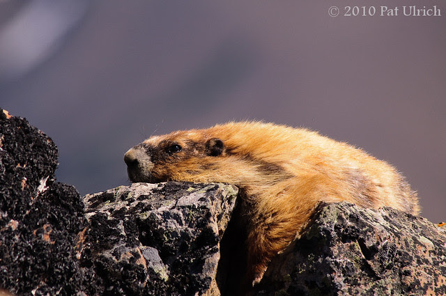 Olympic marmot