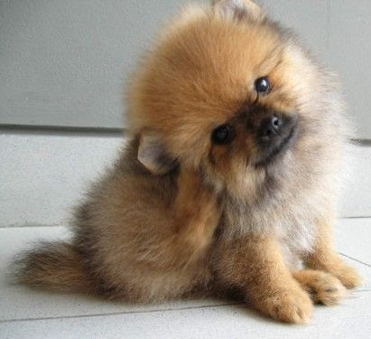 Teacup Pomeranian Puppies For Sale Uk Cheap - Pets Lovers