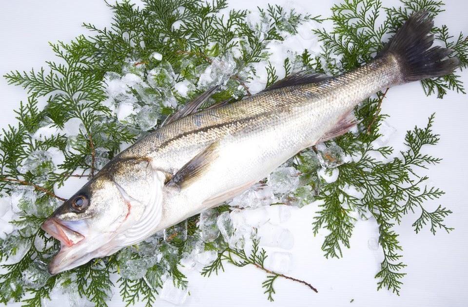 スズキとシーバスとは同じ魚 スズキの見分け方を詳しくご紹介