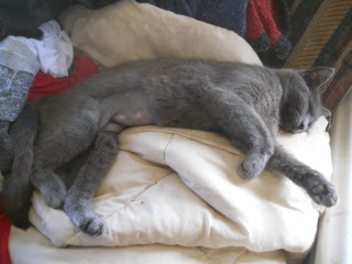 Mimi Sleeping Showing Spay Shaved Area