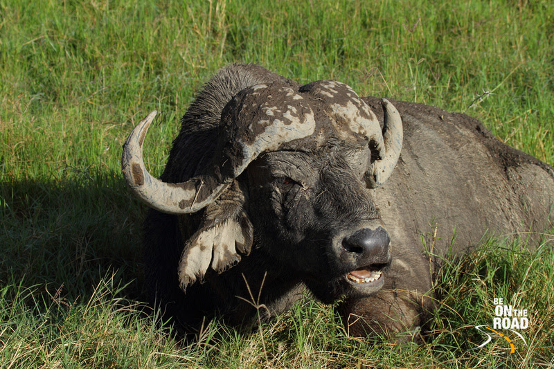 Cape Buffalo rests in the swamp land of Lake Nakuru