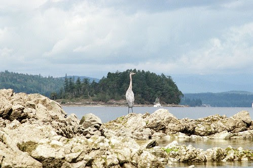 Heron