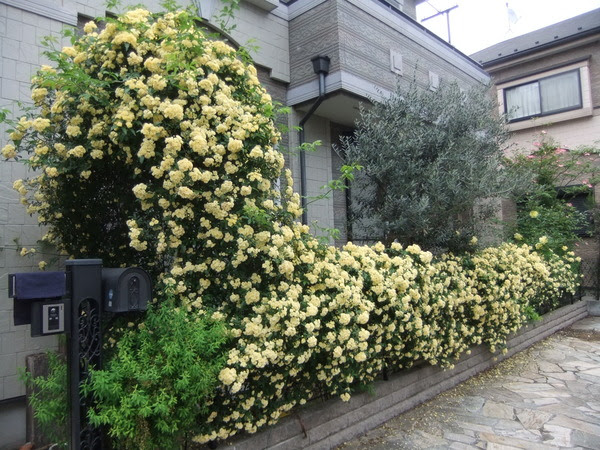 すべての花の画像 ユニークモッコウバラ 白 育て方