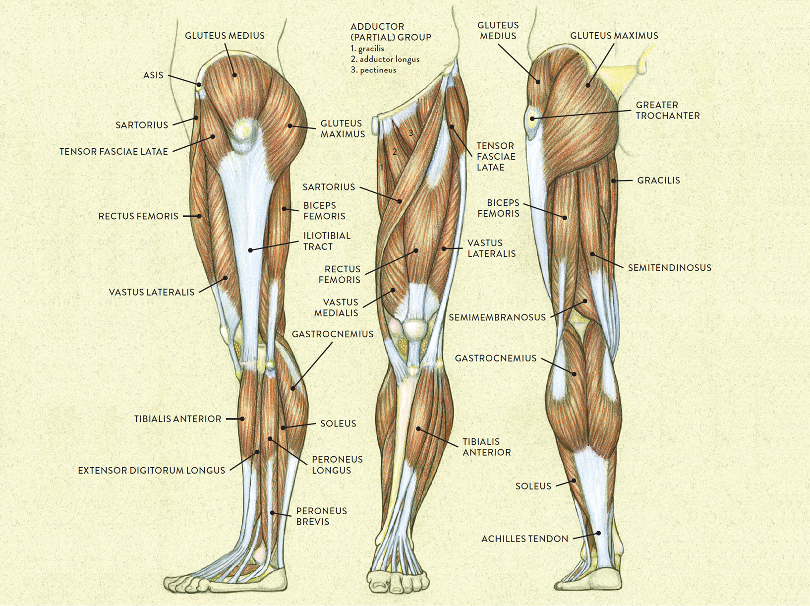 Upper Leg Muscles And Tendons / leg muscle and tendon diagram - Google