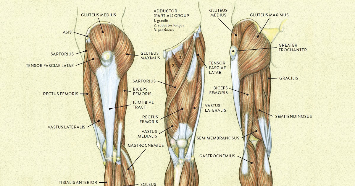 Leg Muscle Diagram / Leg muscles diagram labeled : - Will Trends