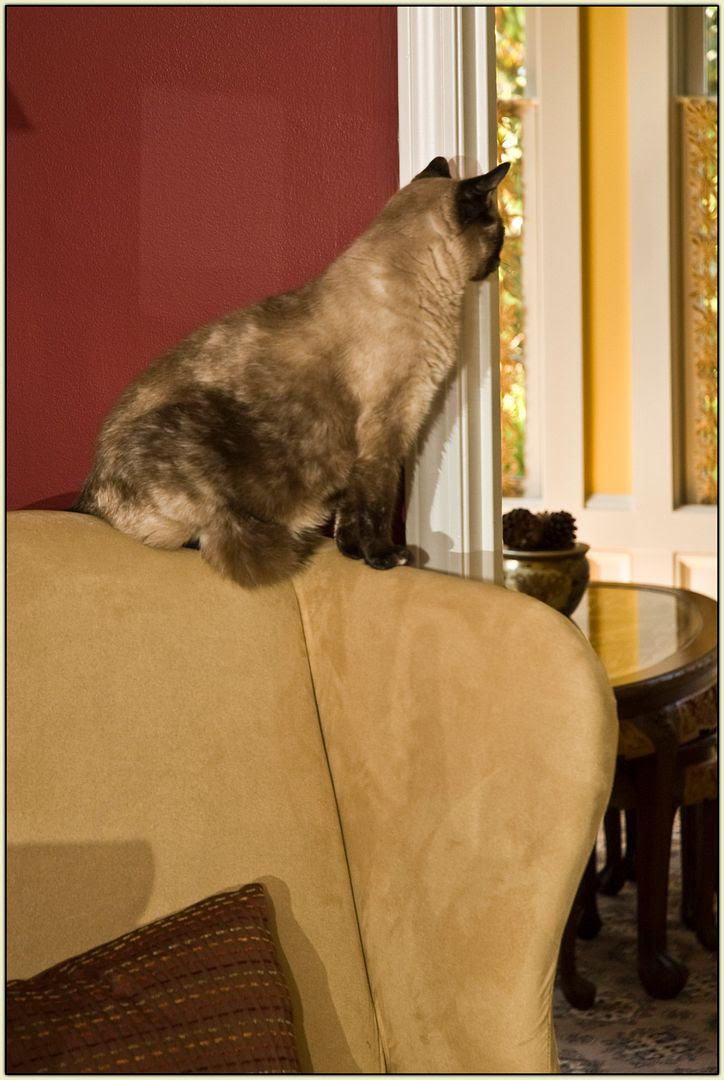 Atop the Armchair