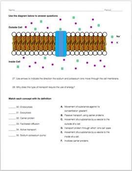 Cell Transport Worksheet Amoeba Sisters - SHOTWERK