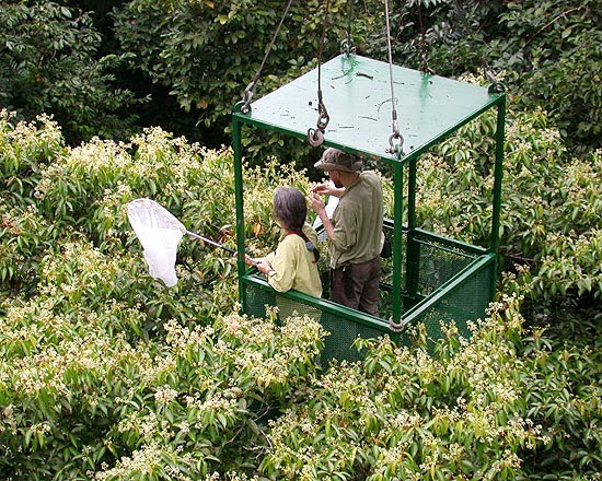 Cientistas em guindaste recolhem amostras de insetos no alto das arvores em floresta do Panama