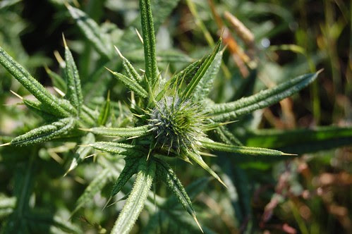 thistle