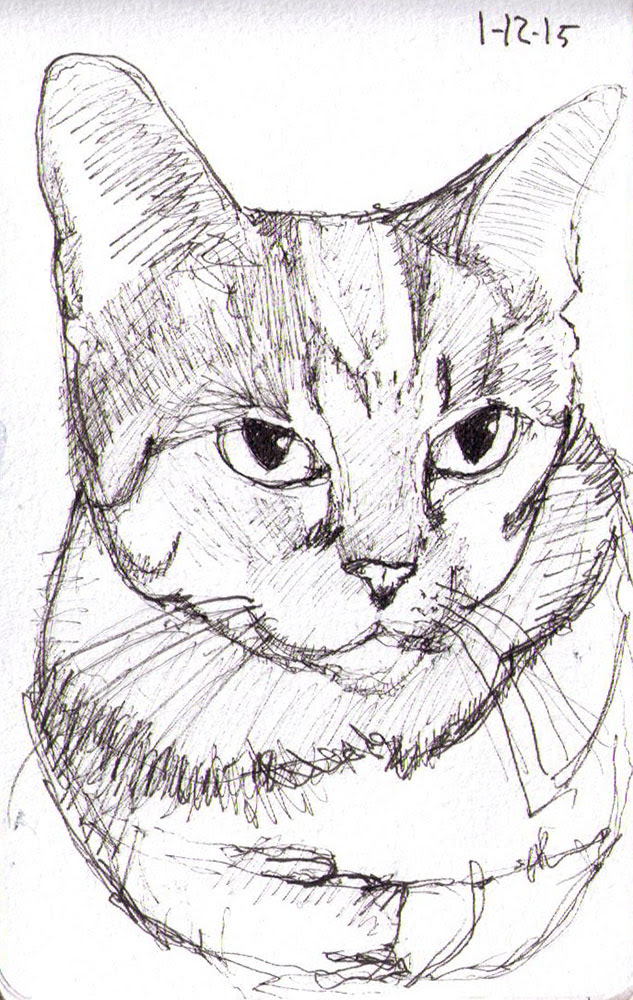 Download 301+ Toyger Cat Coloring Pages PNG PDF File