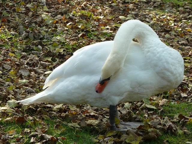 swan