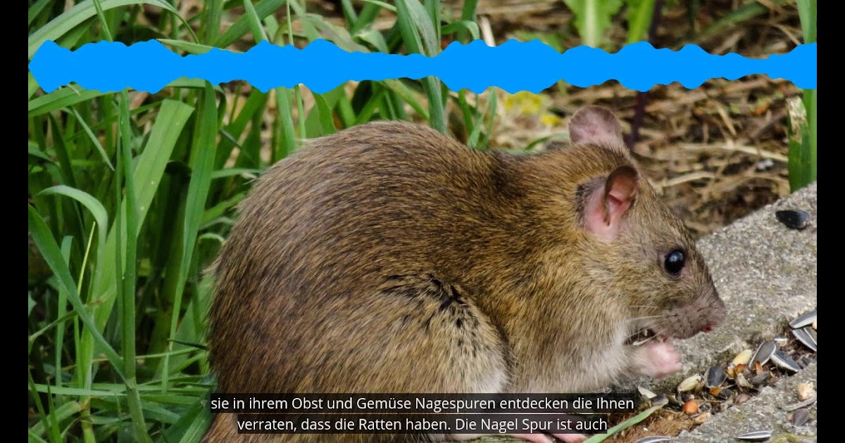 Rattenbekämpfung Im Garten Ratten Anzeichen Folgen Und