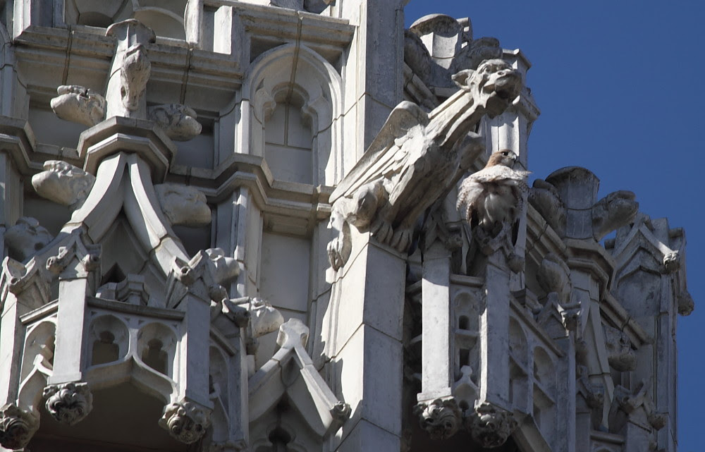 Hawkitecture