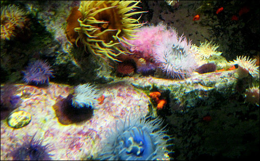 葛西臨海水族園