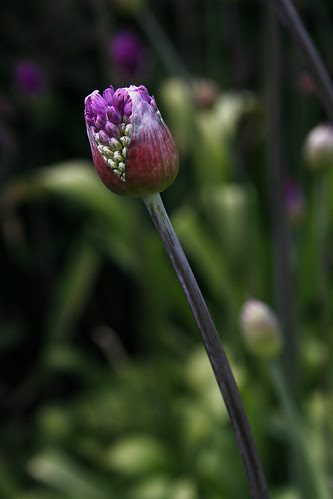 Allium x hollandicum