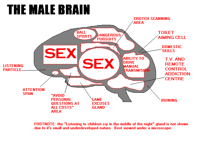 Perbedaan Wanita Dan Pria Dari Segi Otak Garda Pengetahuan