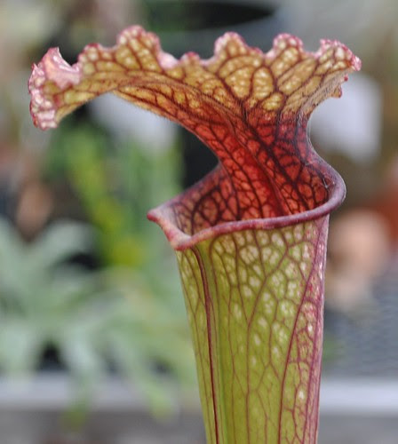 Sarracenia leucophylla x flava var. rubricorpora