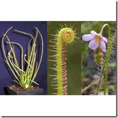 Drosera_Filiformis_002 Drosera_Filiformis_002