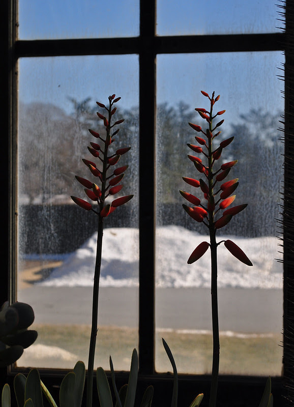 Aloe with Snowbank