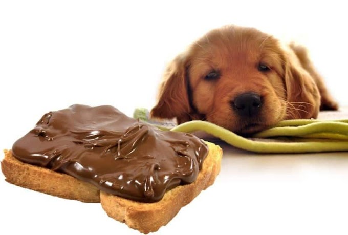 ¿Por qué no debemos dar azúcar y chocolate a los perros?