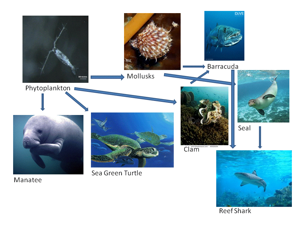 Food Chain Deep Sea Food Web Biology Diagrams