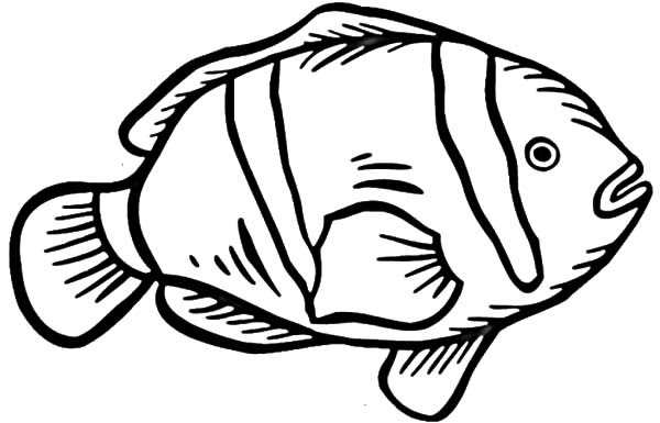 Download 225+ Fish Clownfish Coloring Pages PNG PDF File - T-Shirt