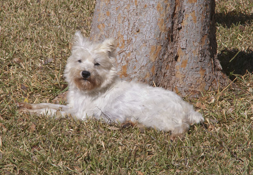 Fluffy_Bella20130105