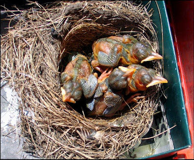 Butt ugly birds