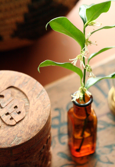 Fragrant Sweetbox
