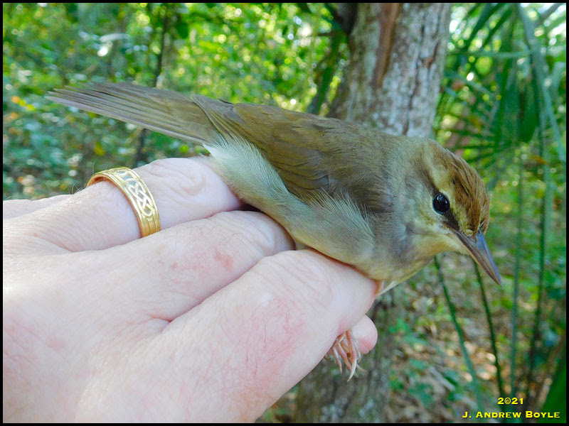 Swainson's Warbler Swainson's Warbler