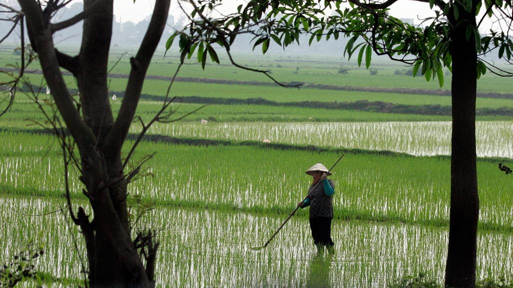 Daerah Yang Diusahakan Menjadi Lahan Pertanian Di Negara Thailand