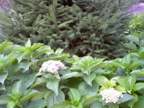 Image hosted by Photobucket.com