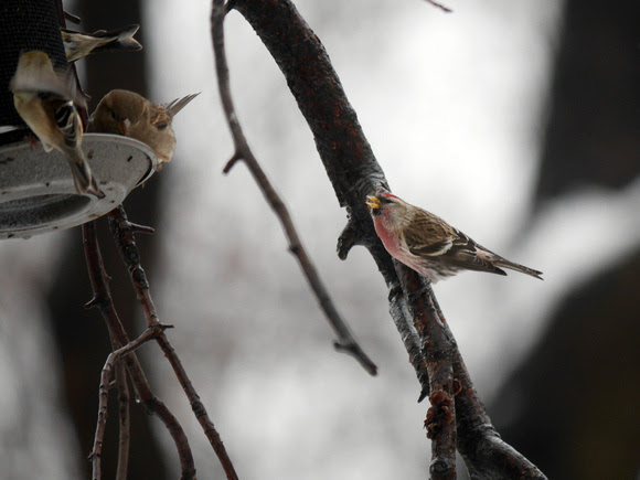 Ed Gaillard: birds &emdash; Common Redpoll, Central Park