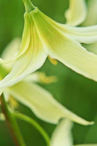 Flowers/Plants