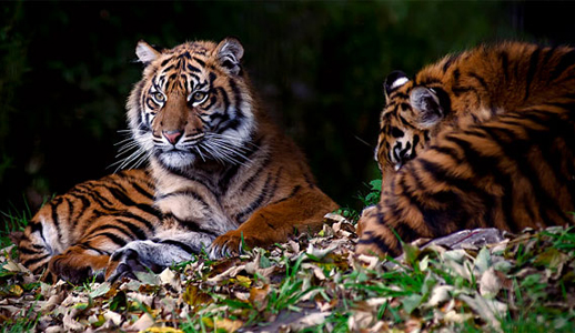 Top 10 Endangered Animals With Names | Cute Animals