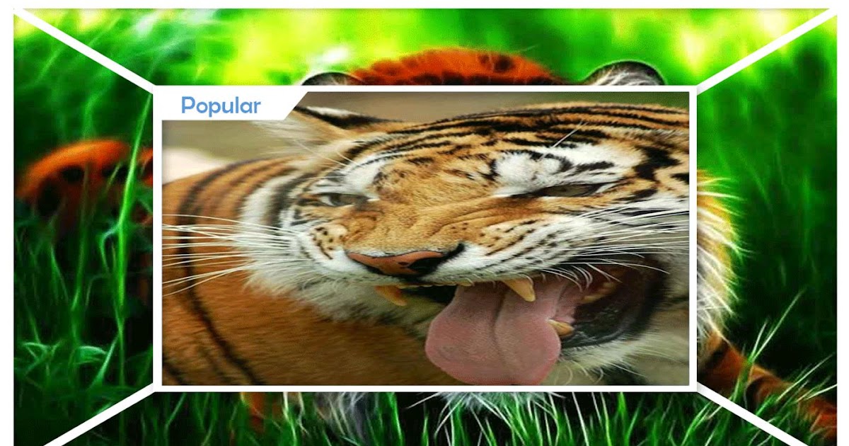 Populer Download Gambar Naga Dan Harimau Goodgambar