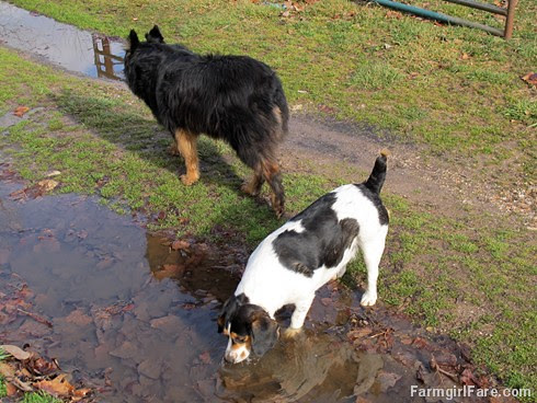All in a day (5) - Mud puddles beat water bowls every time - FarmgirlFare.com