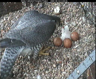 Feeding captured at 12 noon 4 May 2008