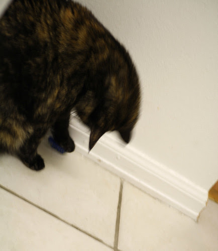 hexbug-cat4