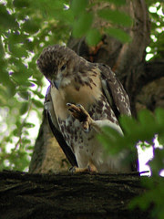 Cathedral Red-Tailed Hawks