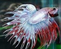 crowntail crowntail
